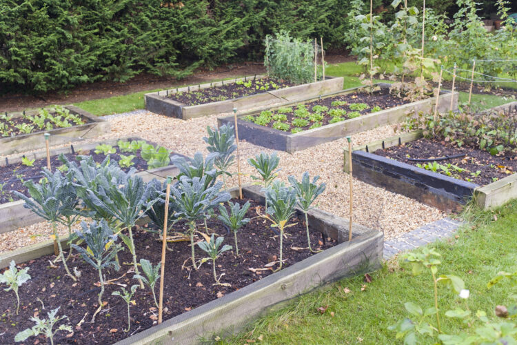 Choose the Best Garden Site (Video)